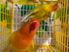 love bird (Ring)